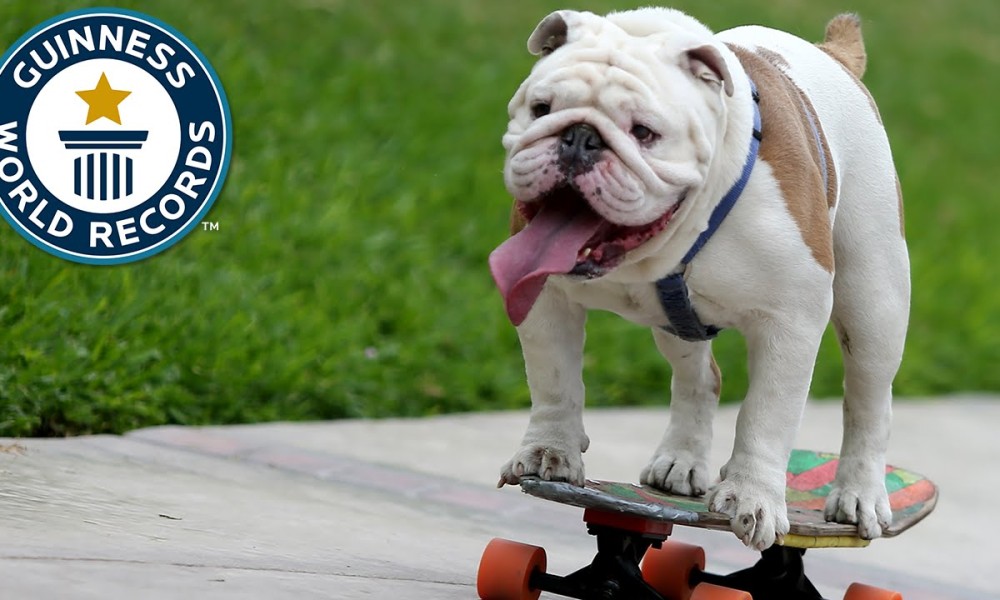 Otto the Skateboarding Bulldog Breaks Guinness World Record | Things Life